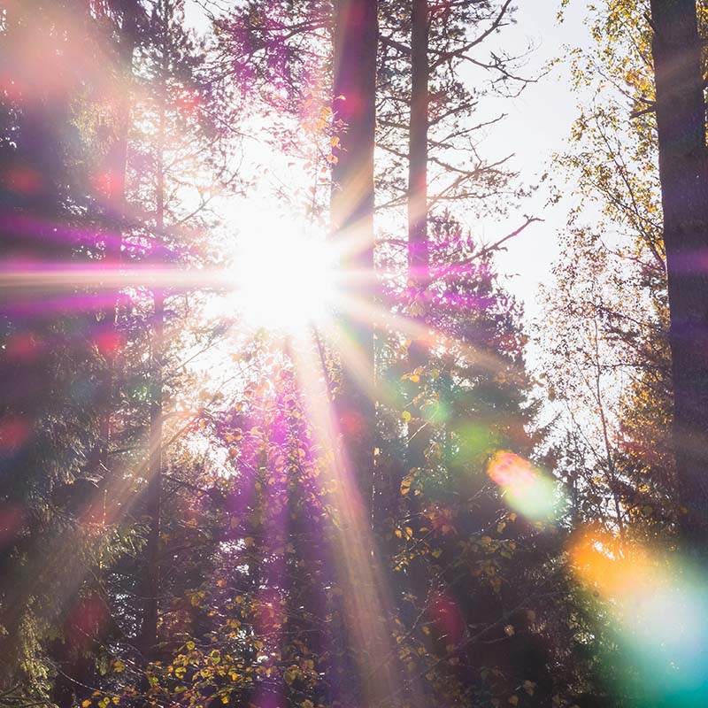 Baum mit Sonnenstrahlen